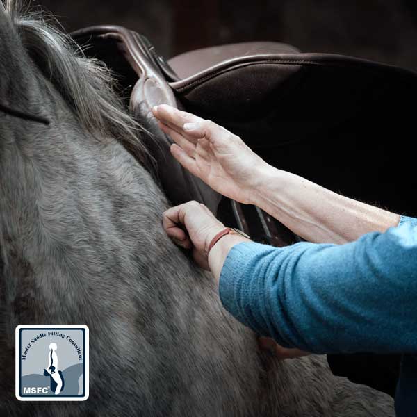 hands on a dark colored horse, fitting a saddle
